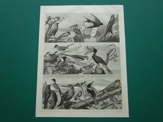 VOGELS Oude prent van Zangvogels originele antieke vogel illustratie koolmees roodborstje vintage afbeelding prints