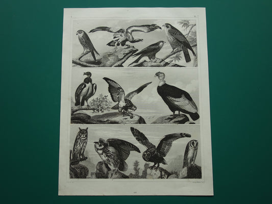 VOGELS Oude prent van Roofvogels originele antieke vogel illustratie Gier Uil Valk vintage afbeelding prints