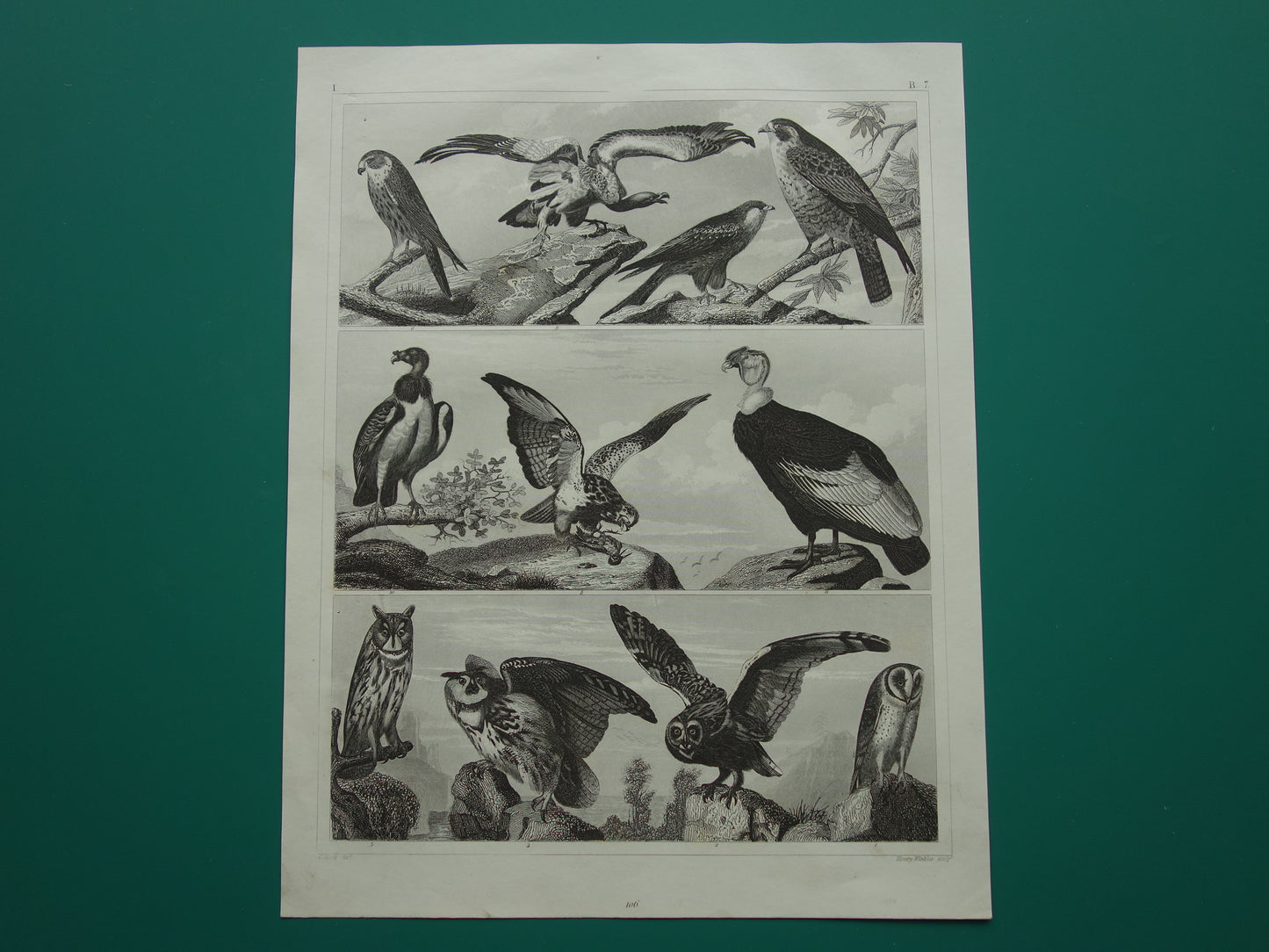 VOGELS Oude prent van Roofvogels originele antieke vogel illustratie Gier Uil Valk vintage afbeelding prints