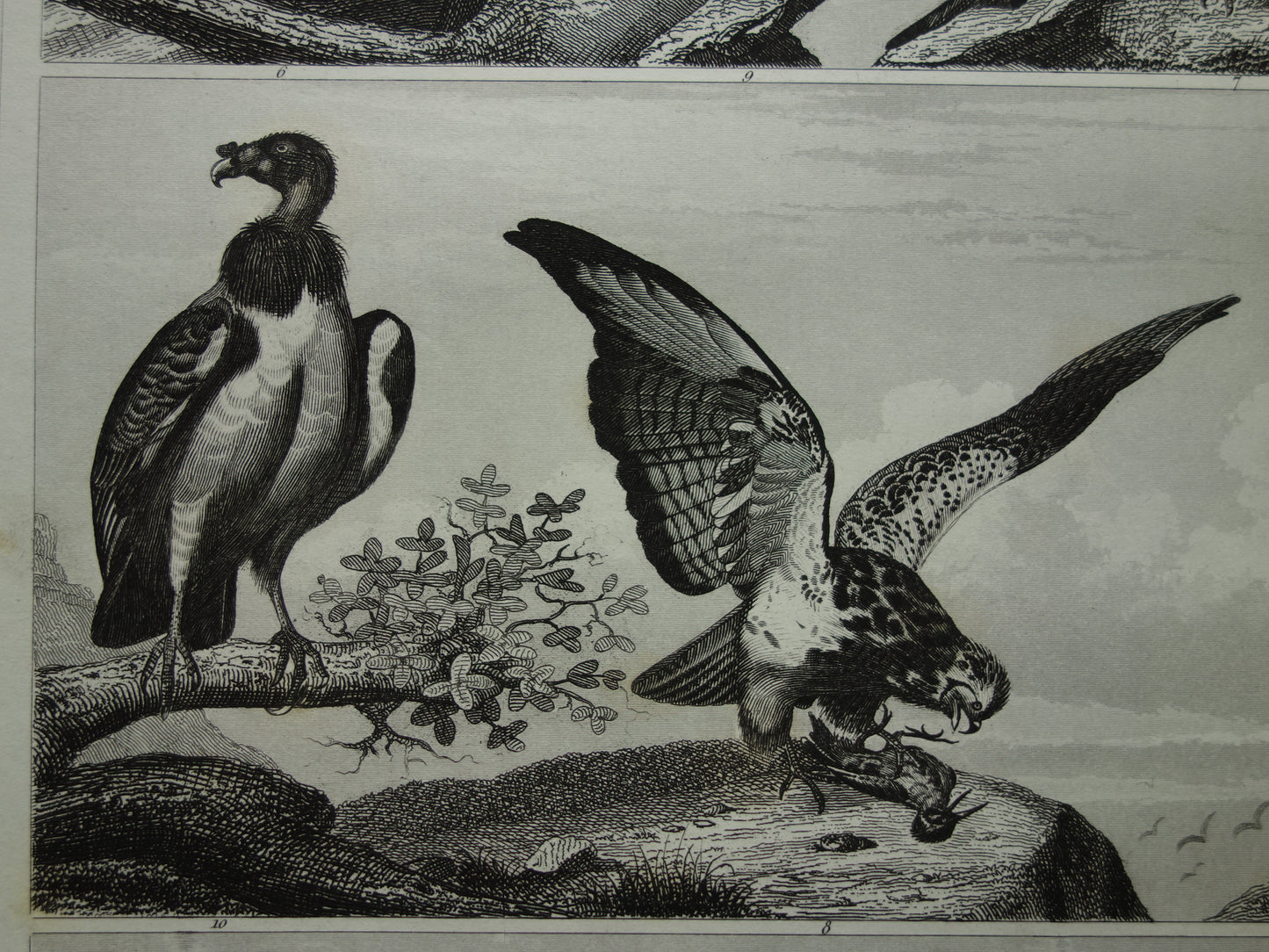 VOGELS Oude prent van Roofvogels originele antieke vogel illustratie Gier Uil Valk vintage afbeelding prints