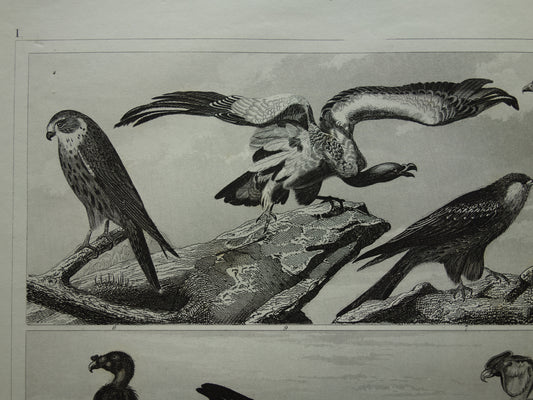 roofvogels oude antieke prent print illustratie kopen