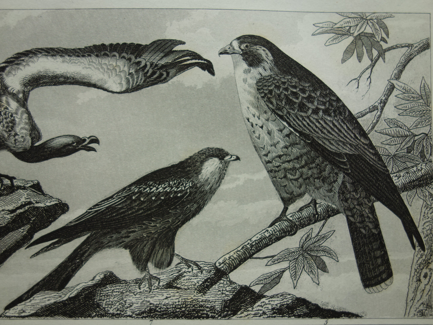 VOGELS Oude prent van Roofvogels originele antieke vogel illustratie Gier Uil Valk vintage afbeelding prints