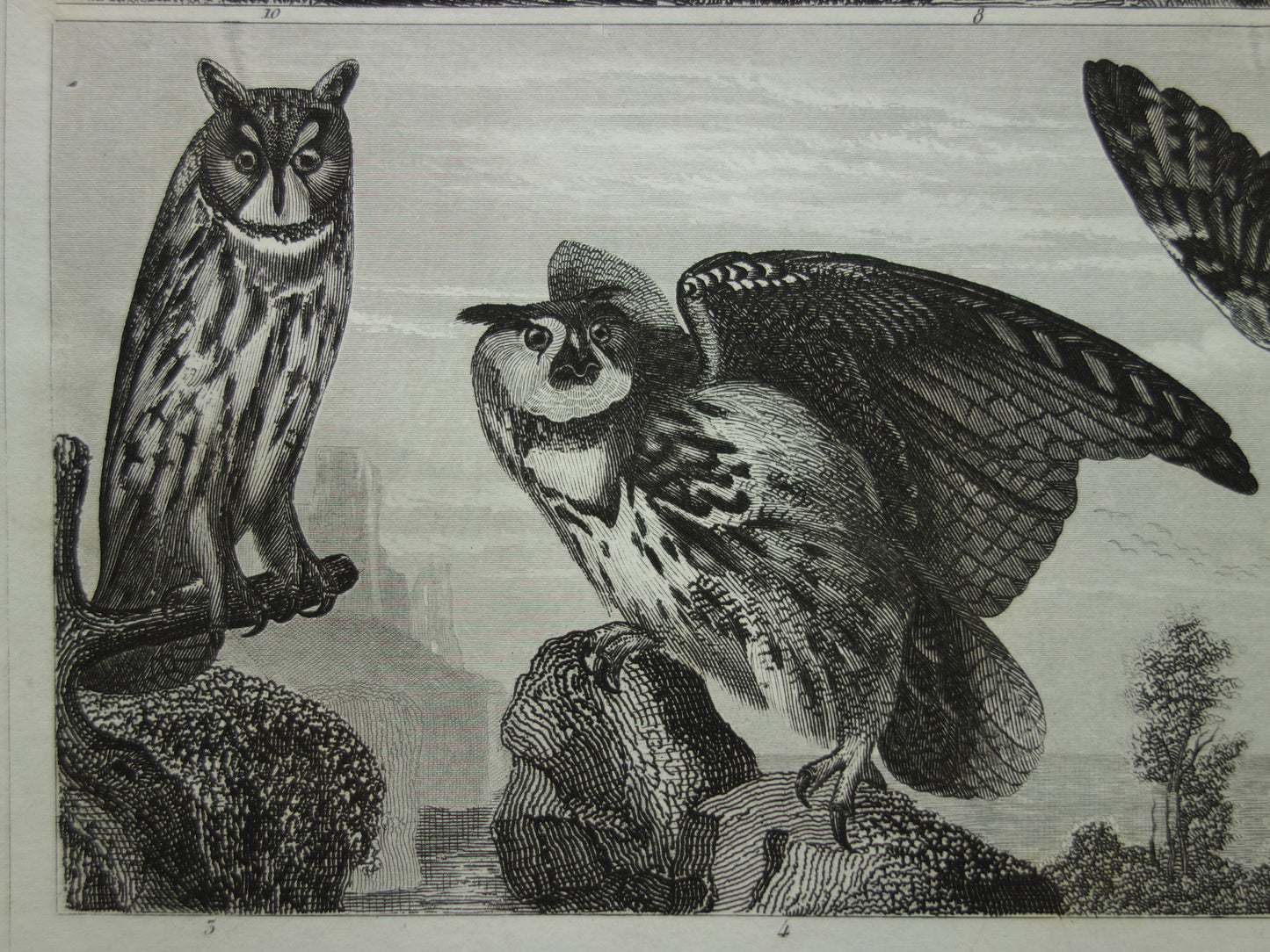 VOGELS Oude prent van Roofvogels originele antieke vogel illustratie Gier Uil Valk vintage afbeelding prints