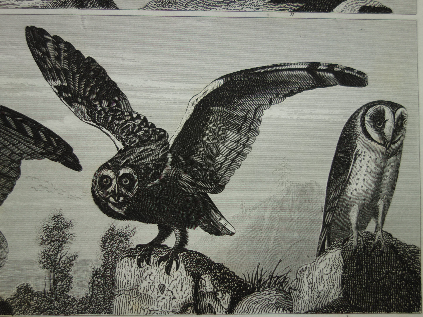 VOGELS Oude prent van Roofvogels originele antieke vogel illustratie Gier Uil Valk vintage afbeelding prints