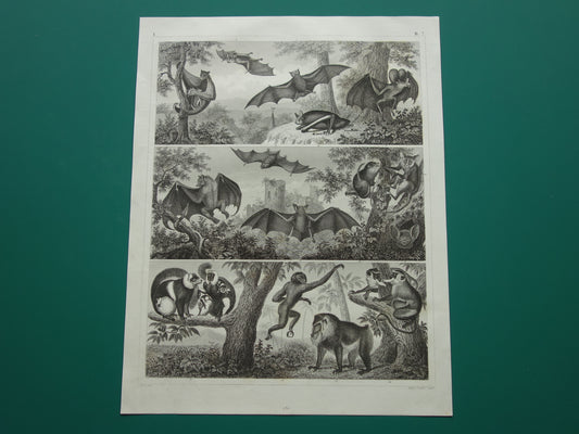 Oude prent van vleermuizen Originele antieke vleermuis illustratie Vintage afbeelding prints