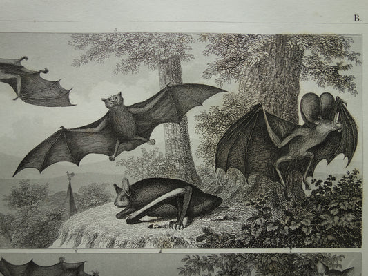 Oude prent van vleermuizen Originele antieke vleermuis illustratie Vintage afbeelding prints
