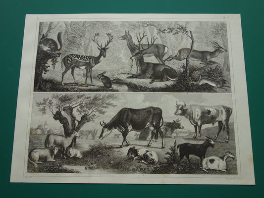 Oude prent van koeien schapen geiten Originele antieke herten edelhert illustratie Vintage afbeelding prints