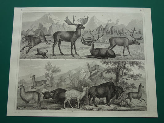 Oude prent van Buffel Bizon Alpaca Rendier Eland originele antieke Alpaca Waterbuffel illustratie Vintage afbeelding prints