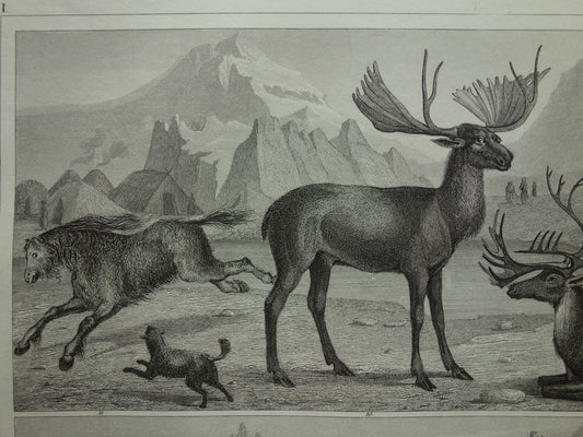 Oude prent van Buffel Bizon Alpaca Rendier Eland originele antieke Alpaca Waterbuffel illustratie Vintage afbeelding prints