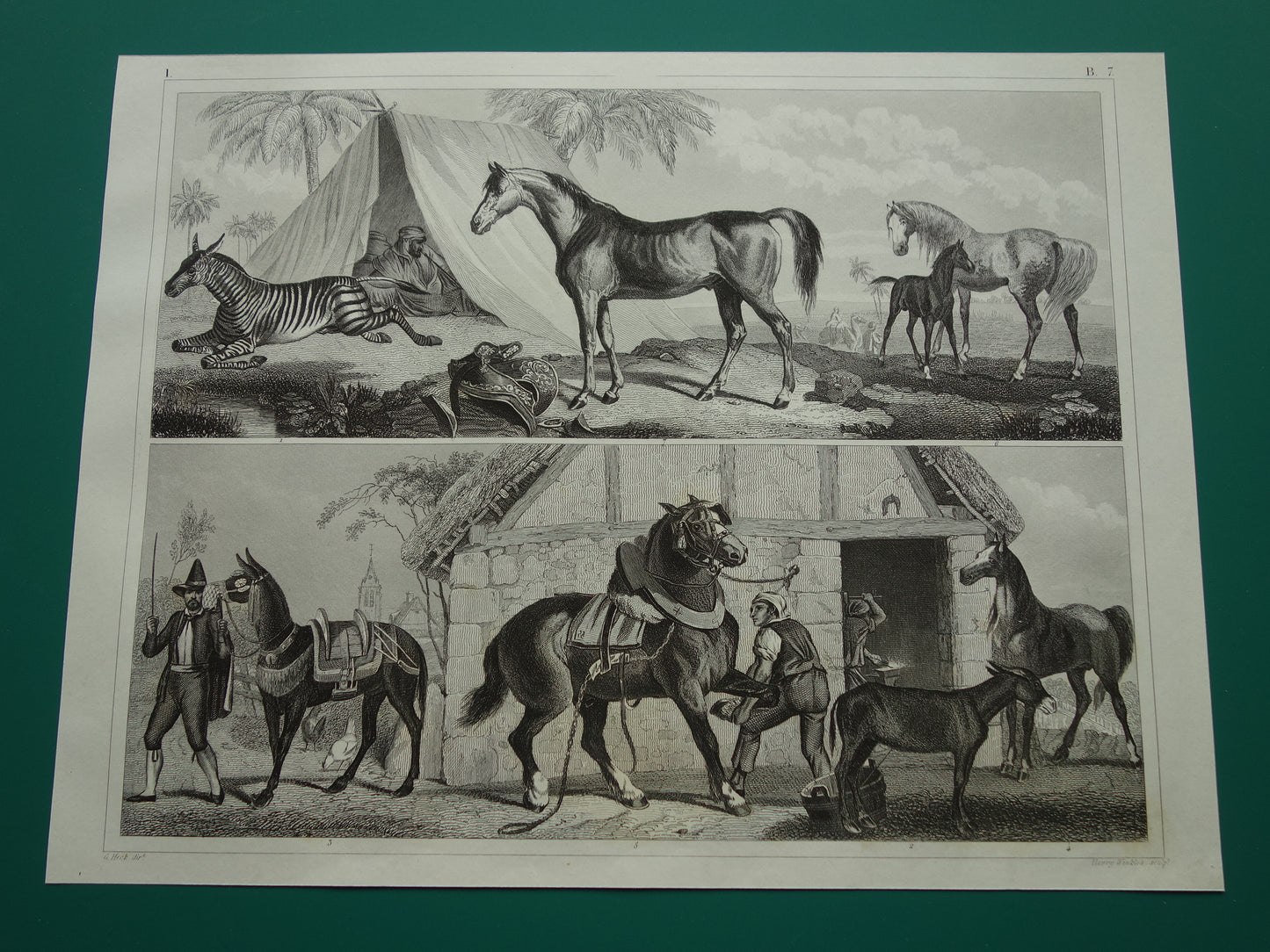 Antieke prent van Paarden originele 170+ jaar oude illustratie paard paardenrassen vintage print