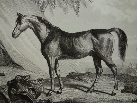 Antieke prent van Paarden originele 170+ jaar oude illustratie paard paardenrassen vintage print