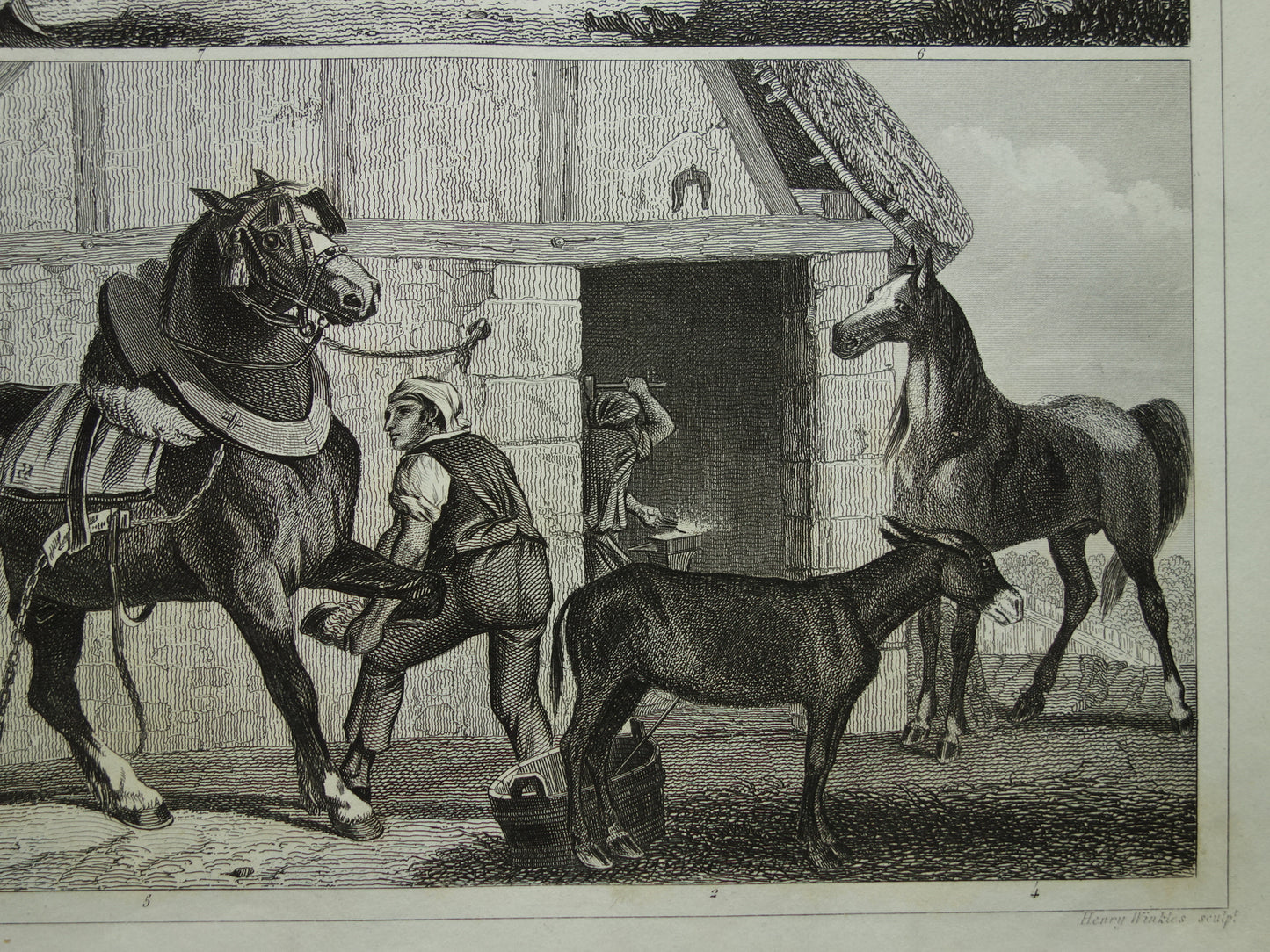 Antieke prent van Paarden originele 170+ jaar oude illustratie paard paardenrassen vintage print