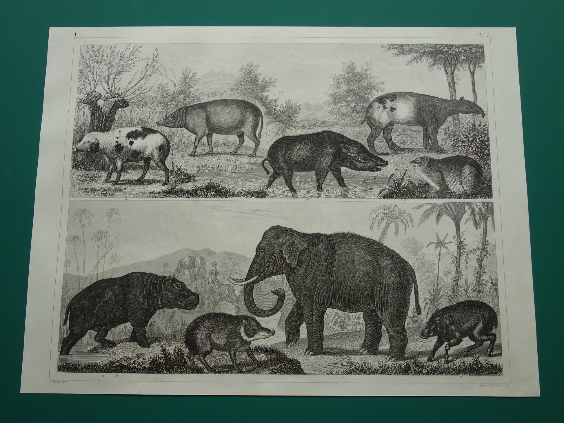 Oude prent van Olifant Nijlpaard Zwijn originele antieke illustratie Vintage afbeelding print