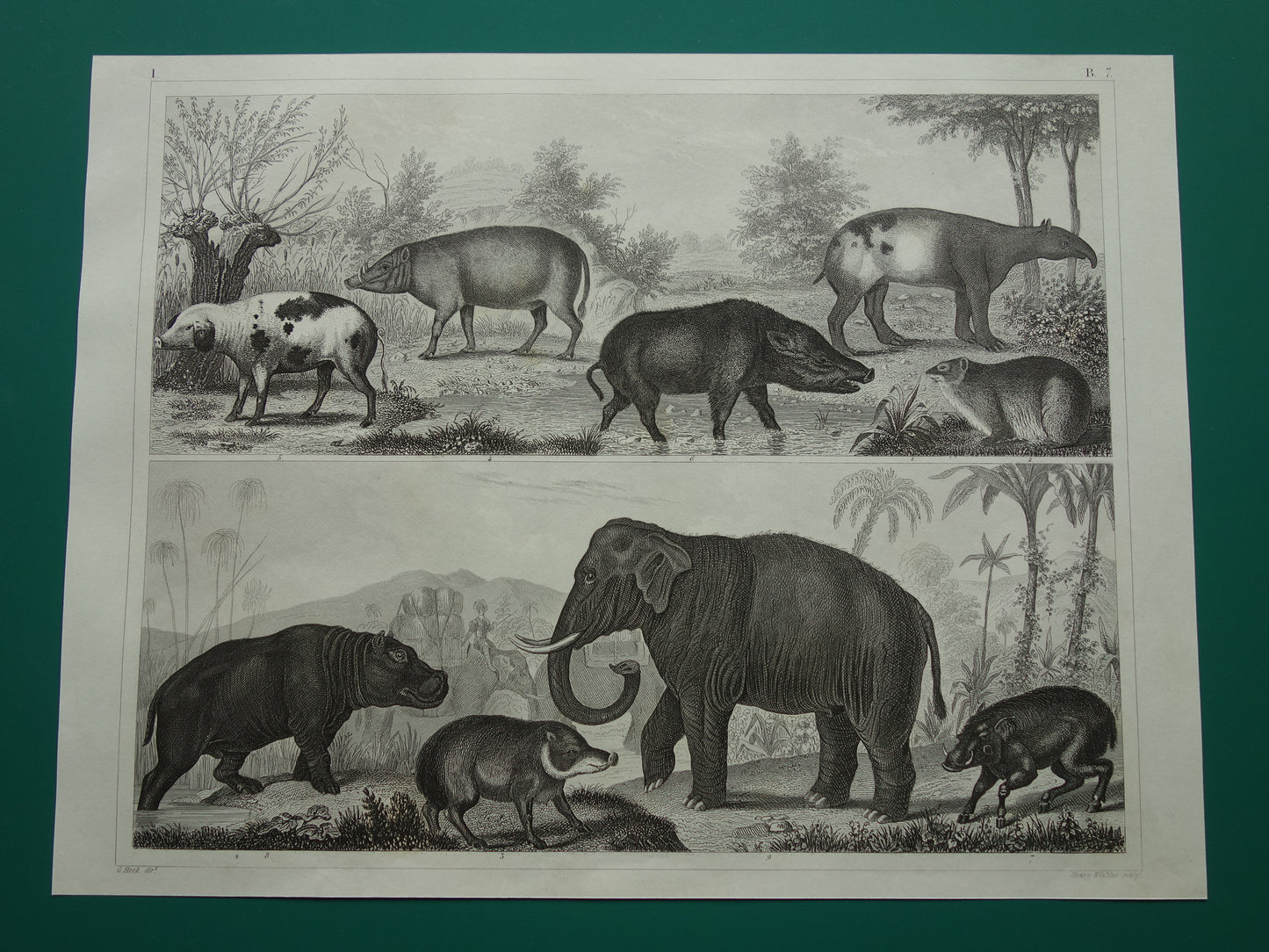 Oude prent van Olifant Nijlpaard Zwijn originele antieke illustratie Vintage afbeelding print