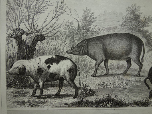 Oude prent van Olifant Nijlpaard Zwijn originele antieke illustratie Vintage afbeelding print