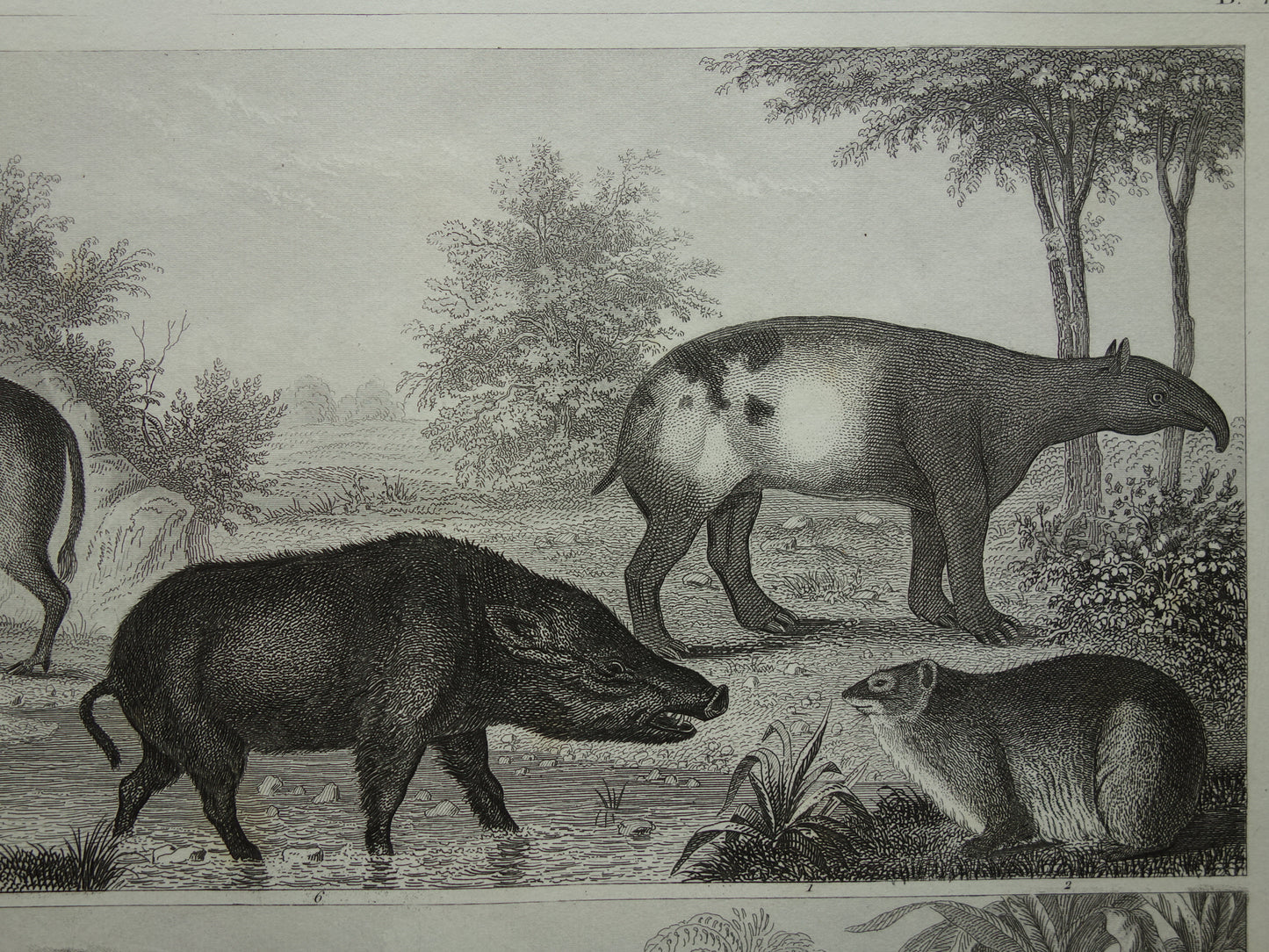 Oude prent van Olifant Nijlpaard Zwijn originele antieke illustratie Vintage afbeelding print