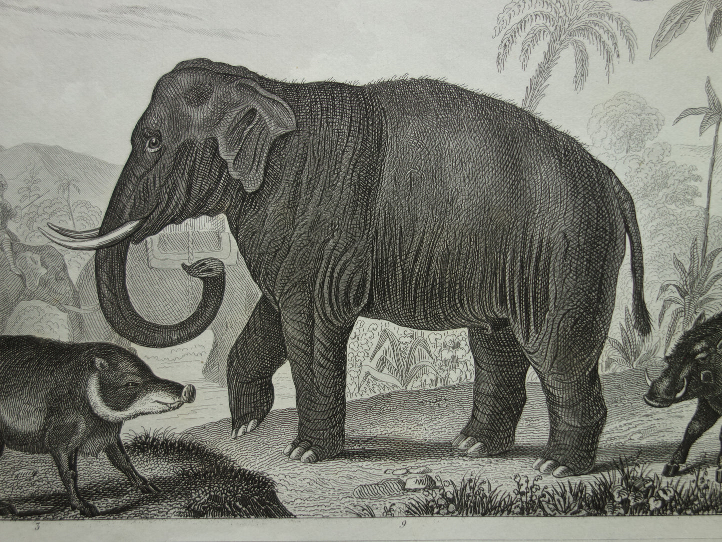 Oude prent van Olifant Nijlpaard Zwijn originele antieke illustratie Vintage afbeelding print