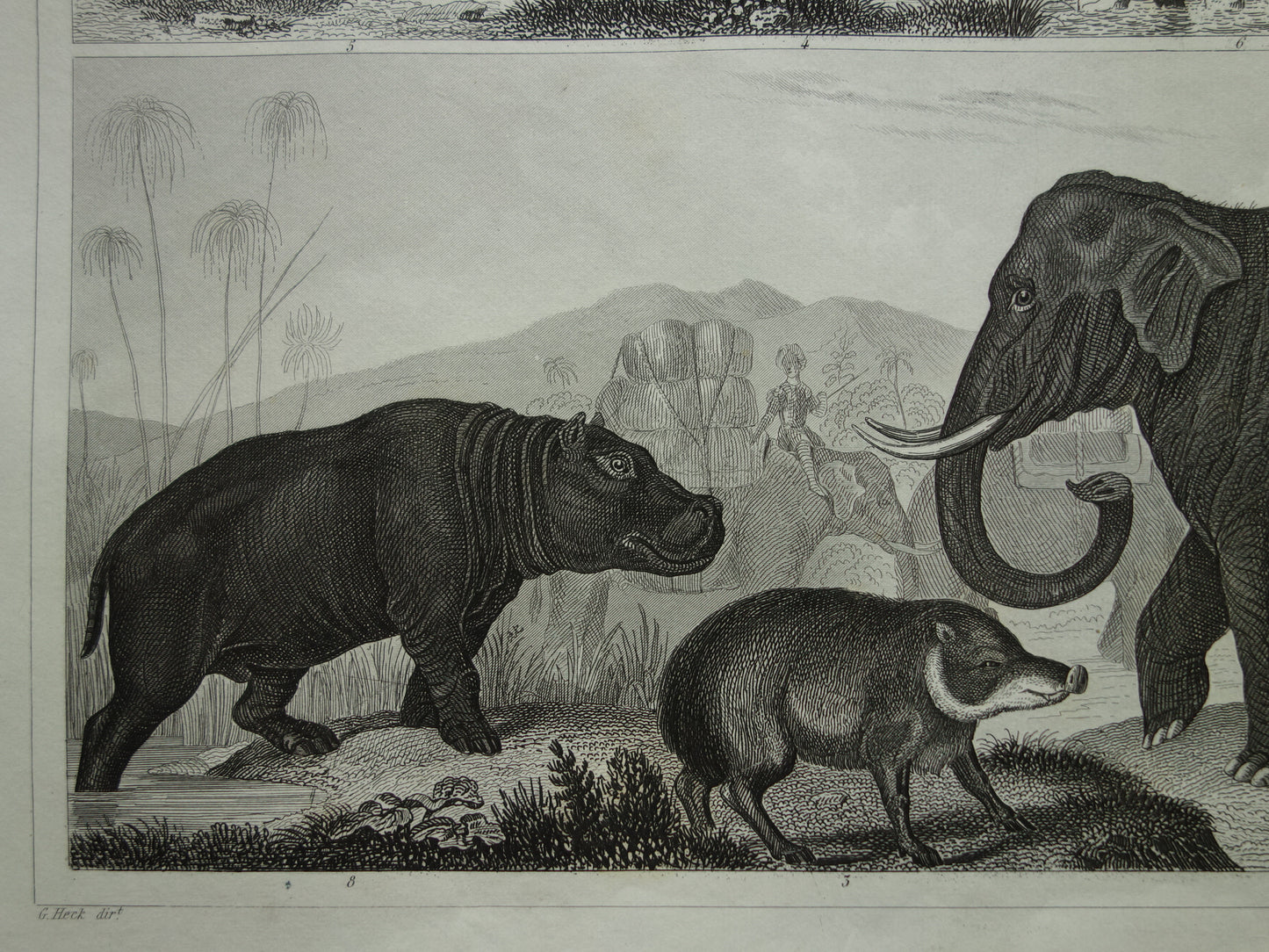 Oude prent van Olifant Nijlpaard Zwijn originele antieke illustratie Vintage afbeelding print