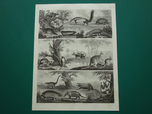 Oude prent van Miereneter Gordeldier Kangoeroe originele antieke illustratie Xenarthra en Buideldieren Vintage afbeelding print