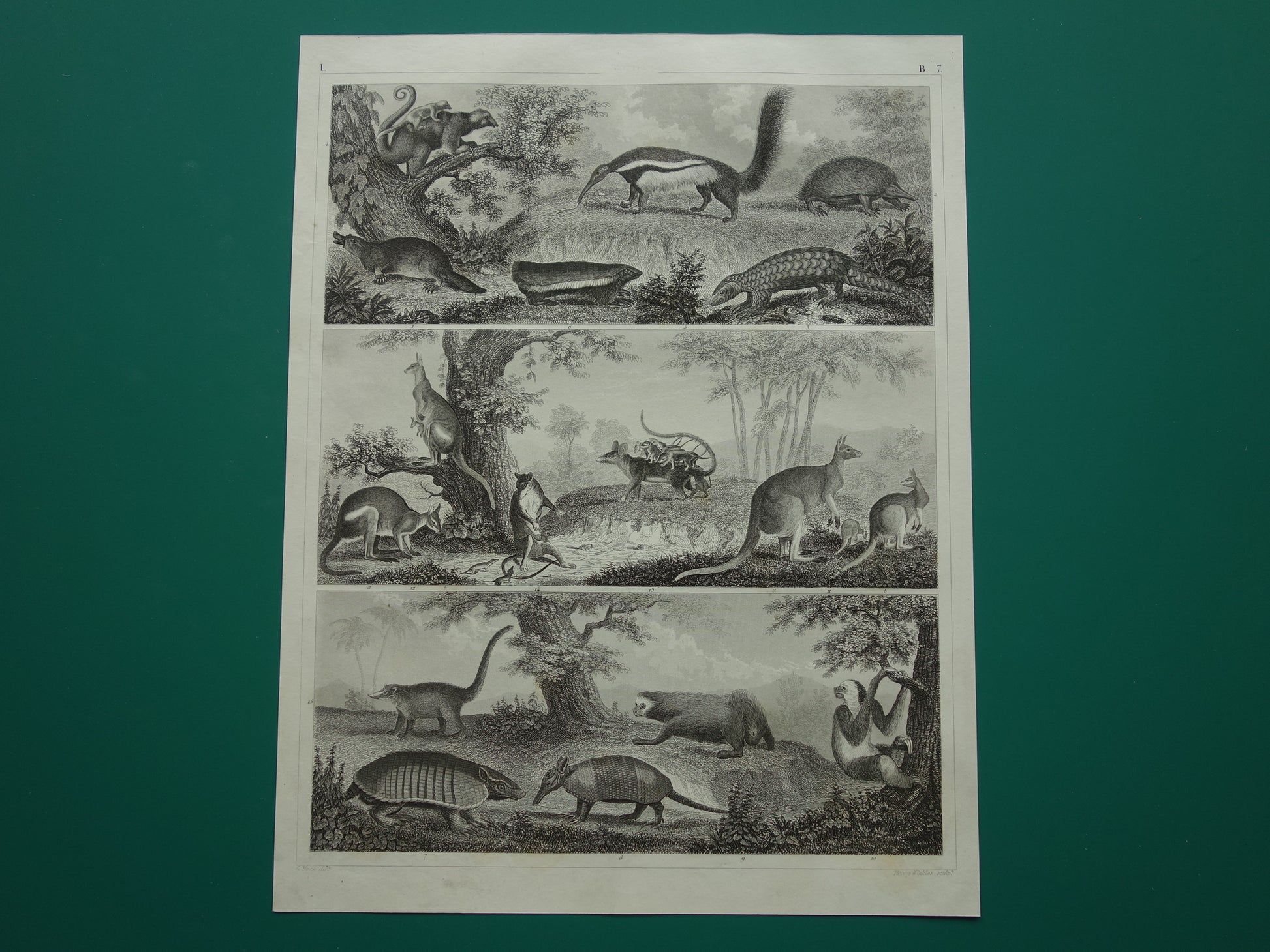 vintage prints van miereneter, armadillo, gordeldier, vogelbekdier, kortsnavelige mierenegel, schubdier, buidelrat, buideldier en kangoeroe antieke afbeelding kangeroe kangaroe