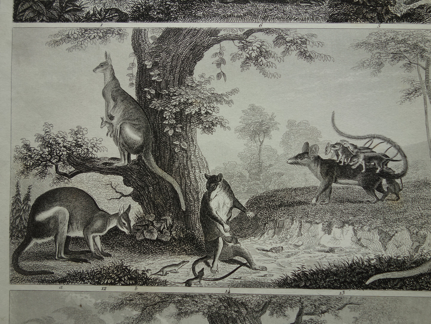 Oude prent van Miereneter Gordeldier Kangoeroe originele antieke illustratie Xenarthra en Buideldieren Vintage afbeelding print