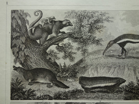 Oude prent van Miereneter Gordeldier Kangoeroe originele antieke illustratie Xenarthra en Buideldieren Vintage afbeelding print