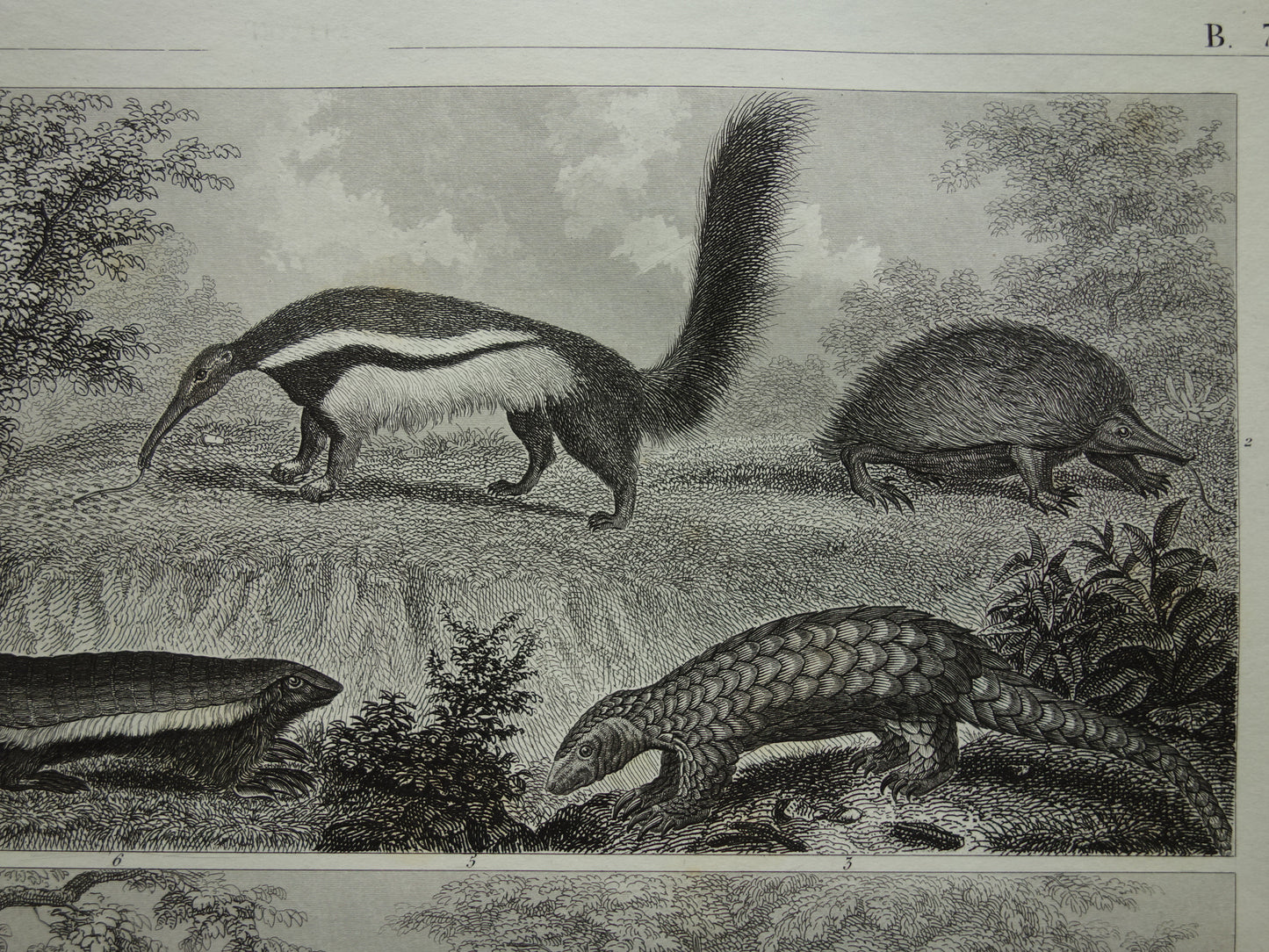 Oude prent van Miereneter Gordeldier Kangoeroe originele antieke illustratie Xenarthra en Buideldieren Vintage afbeelding print