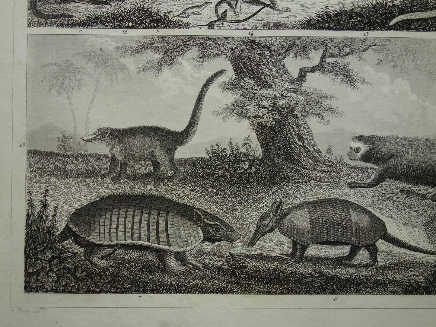 Oude prent van Miereneter Gordeldier Kangoeroe originele antieke illustratie Xenarthra en Buideldieren Vintage afbeelding print