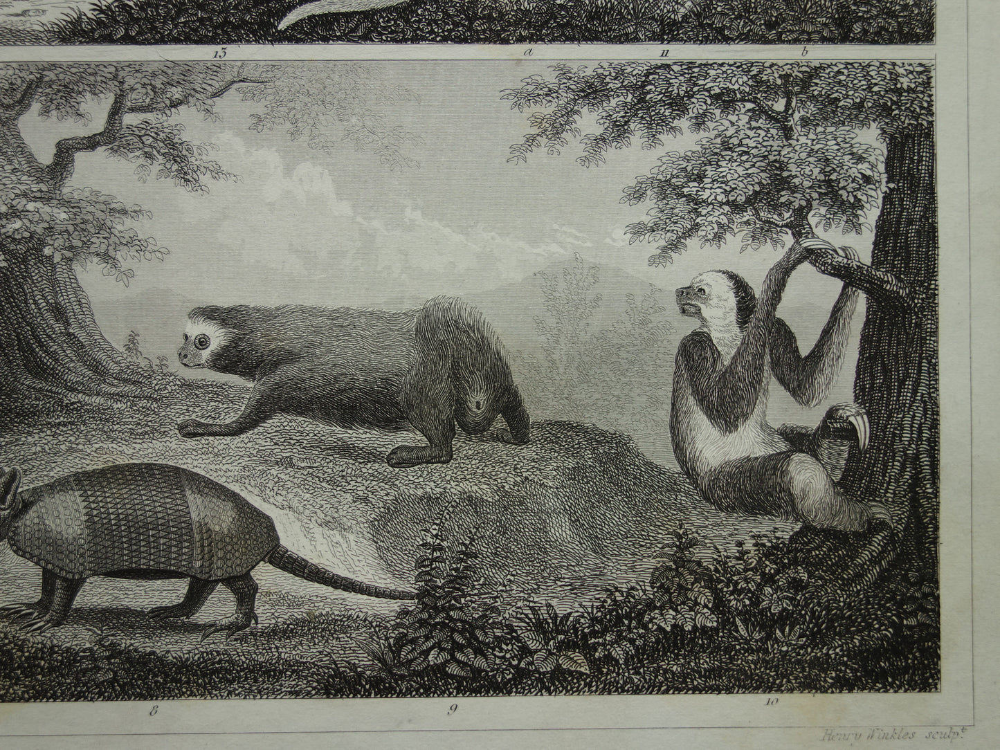 Oude prent van Miereneter Gordeldier Kangoeroe originele antieke illustratie Xenarthra en Buideldieren Vintage afbeelding print