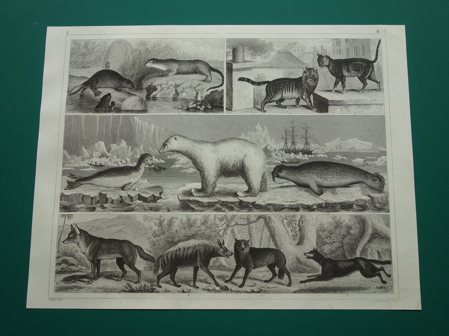 Vintage prent ijsbeer zeehond walrus originele 170+ jaar oude illustratie antieke print Hyena Wolf Jakhals