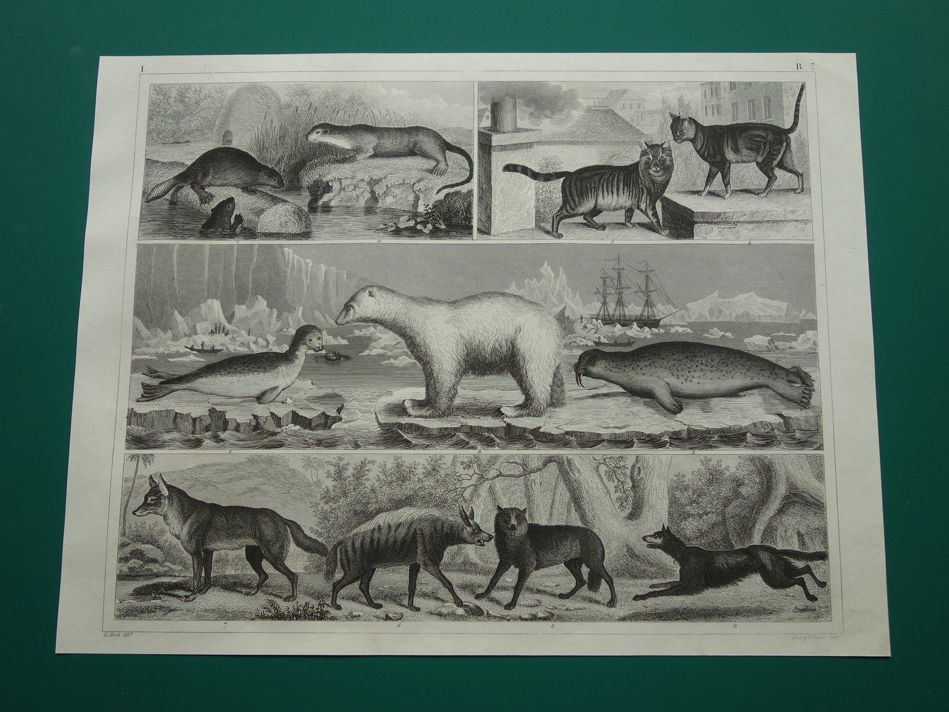 Vintage prent ijsbeer zeehond walrus originele 170+ jaar oude illustratie antieke print Hyena Wolf Jakhals