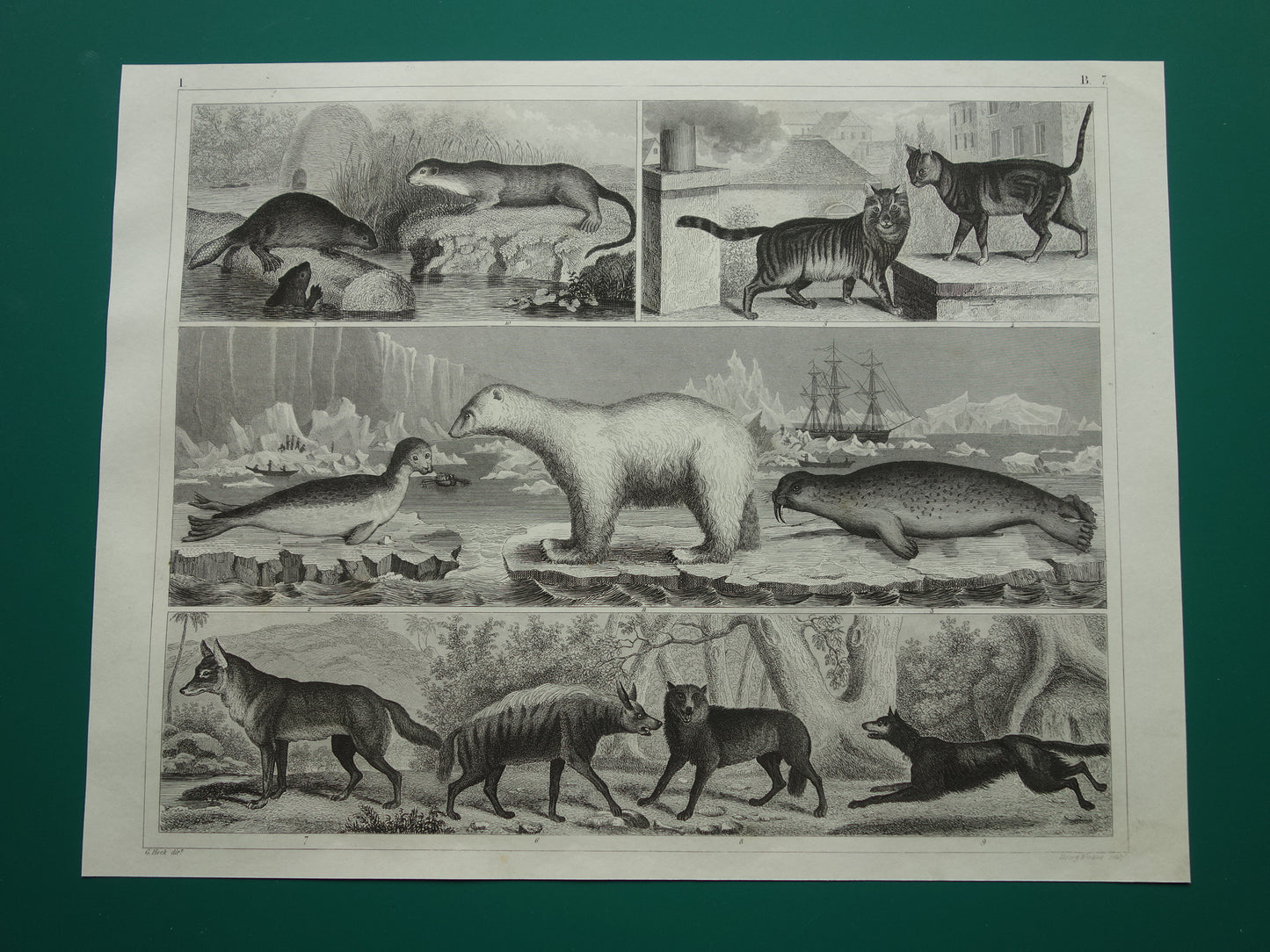 Vintage prent ijsbeer zeehond walrus originele 170+ jaar oude illustratie antieke print Hyena Wolf Jakhals