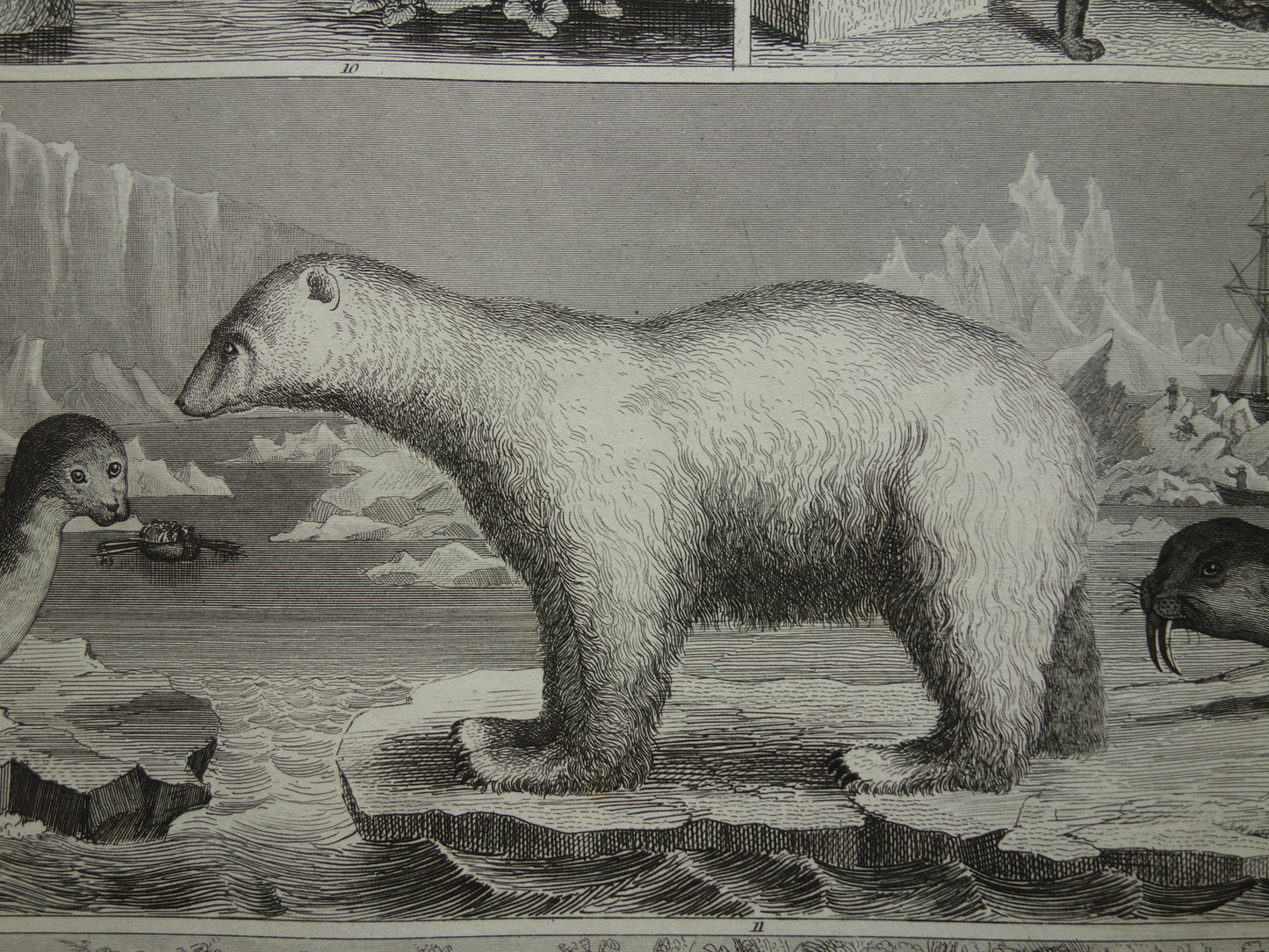 Vintage prent ijsbeer zeehond walrus originele 170+ jaar oude illustratie antieke print Hyena Wolf Jakhals