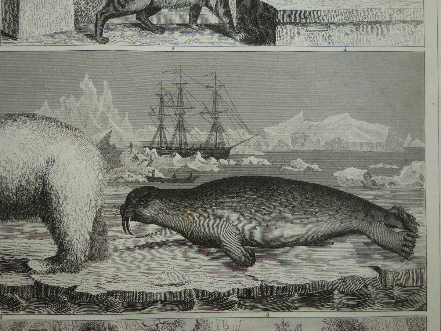 Vintage prent ijsbeer zeehond walrus originele 170+ jaar oude illustratie antieke print Hyena Wolf Jakhals