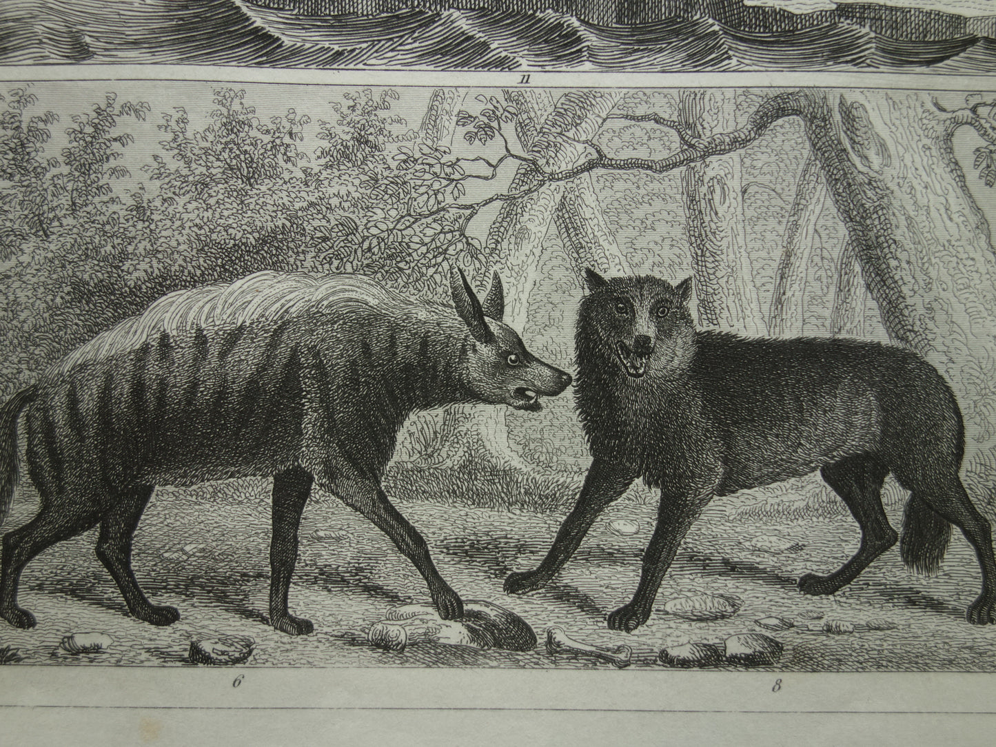 Vintage prent ijsbeer zeehond walrus originele 170+ jaar oude illustratie antieke print Hyena Wolf Jakhals