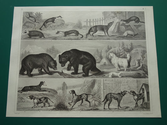 Antieke prent met dieren originele 170+ jaar oude illustratie van Honden Beren Vos Marter vintage print