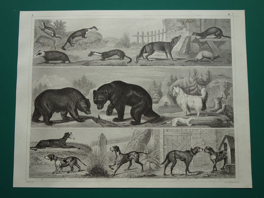 Antieke prent met dieren originele 170+ jaar oude illustratie van Honden Beren Vos Marter vintage print