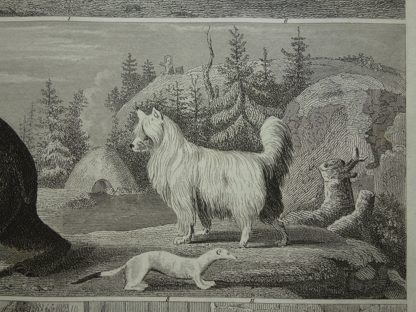 Antieke prent met dieren originele 170+ jaar oude illustratie van Honden Beren Vos Marter vintage print