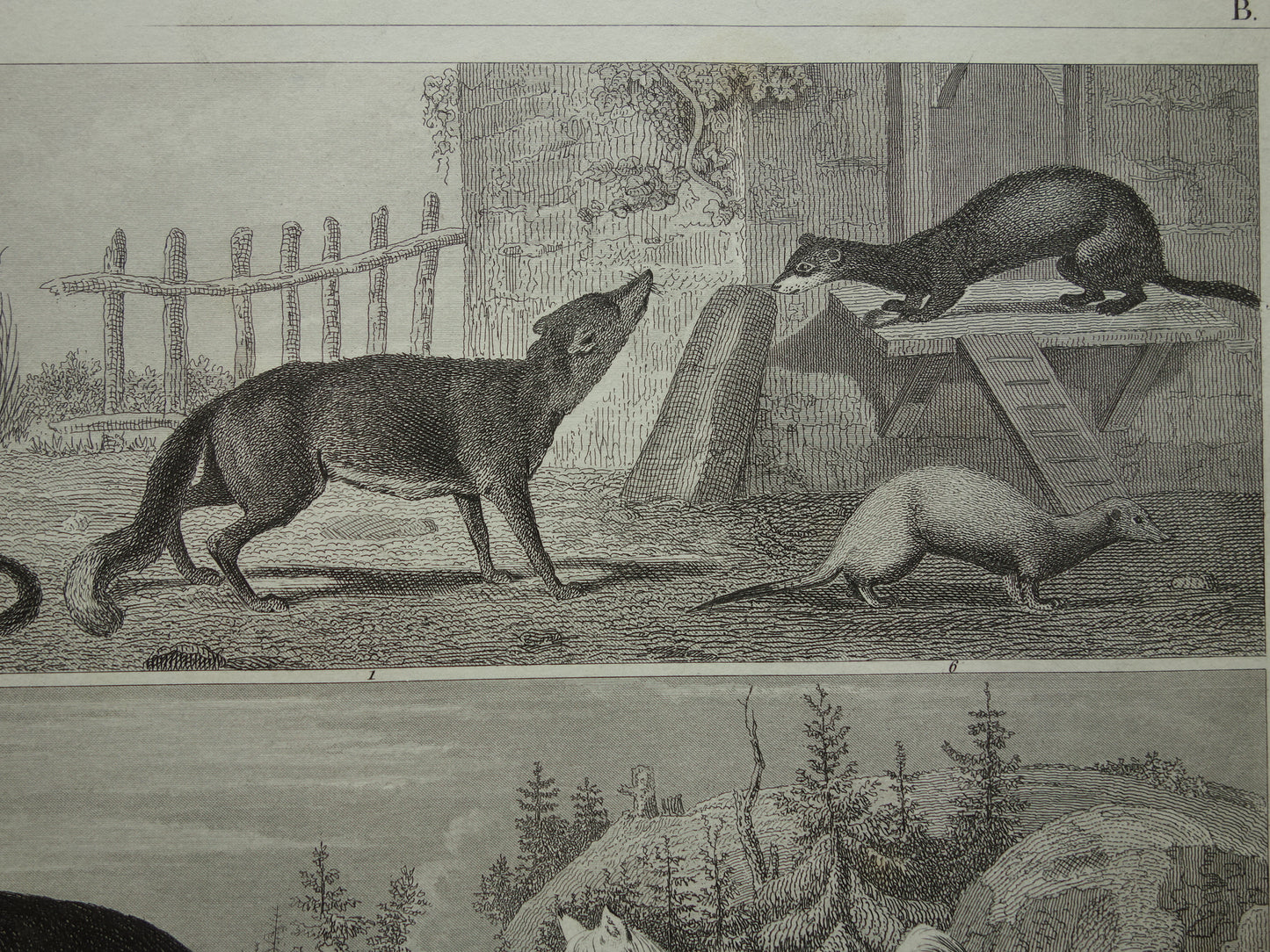 Antieke prent met dieren originele 170+ jaar oude illustratie van Honden Beren Vos Marter vintage print