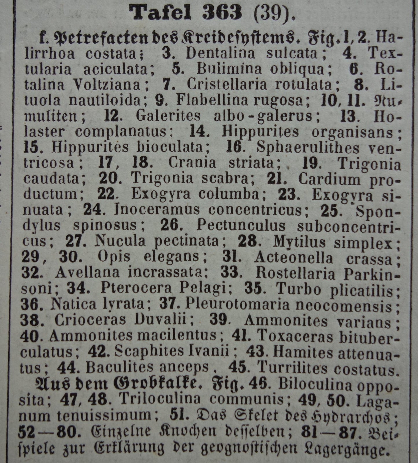 FOSSIELEN vintage print originele antieke illustratie uit 1849 Schelpen Zeeslang Fossiel uit het Krijt periode oude prenten