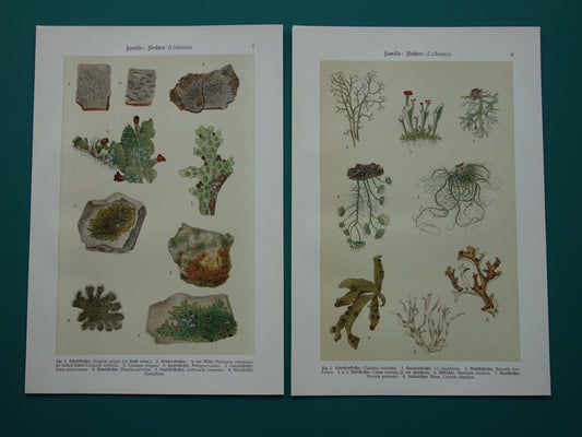 Oude botanische prenten van Mossen 1911 originele antieke Mos illustratie vintage Duitse botanie prenten set van 2