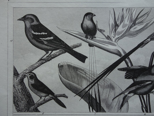 Antieke vogel prent van Zangvogels originele 170+ jaar oude illustratie vink vinken distelvink vintage vogels afbeelding prints