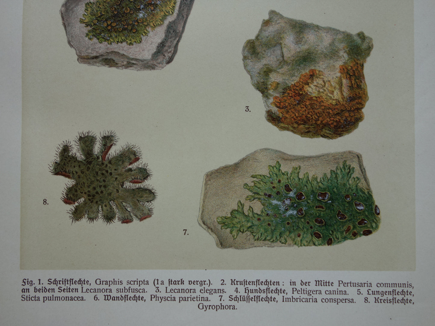 Oude botanische prenten van Mossen 1911 originele antieke Mos illustratie vintage Duitse botanie prenten set van 2