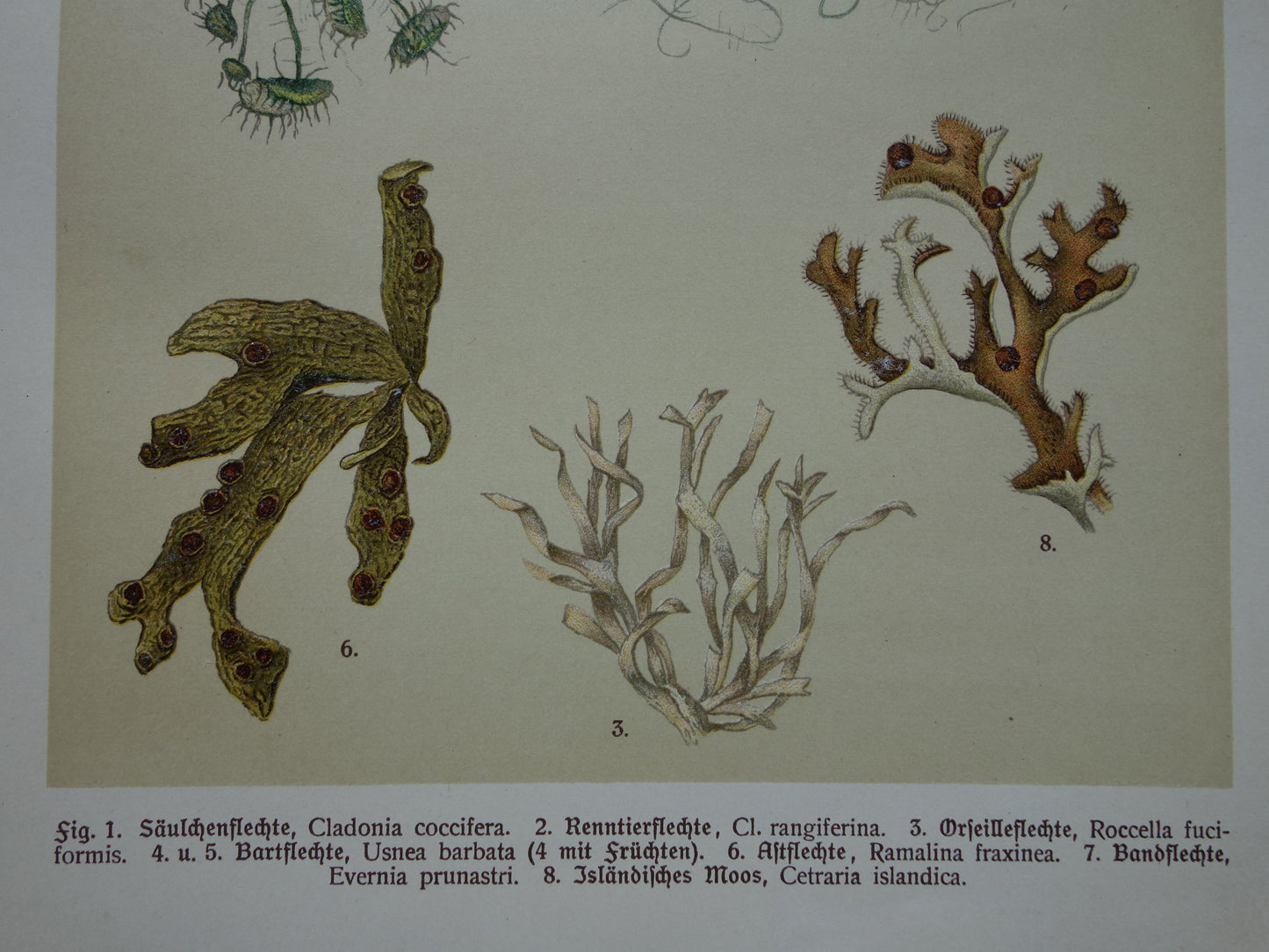 Oude botanische prenten van Mossen 1911 originele antieke Mos illustratie vintage Duitse botanie prenten set van 2