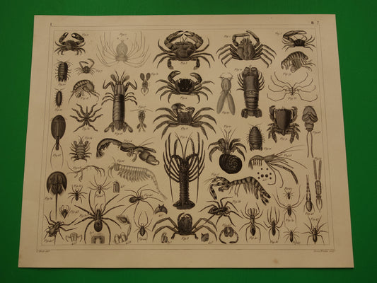 Spinnen en Schaaldieren oude prent originele antieke illustratie Krab Kreeft Spin vintage afbeelding prints