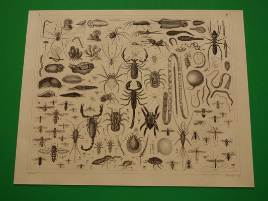 INSECTEN Oude prent van Spinnen Vliegen Slakken originele antieke illustratie Vogelspin Worm vintage afbeelding prints