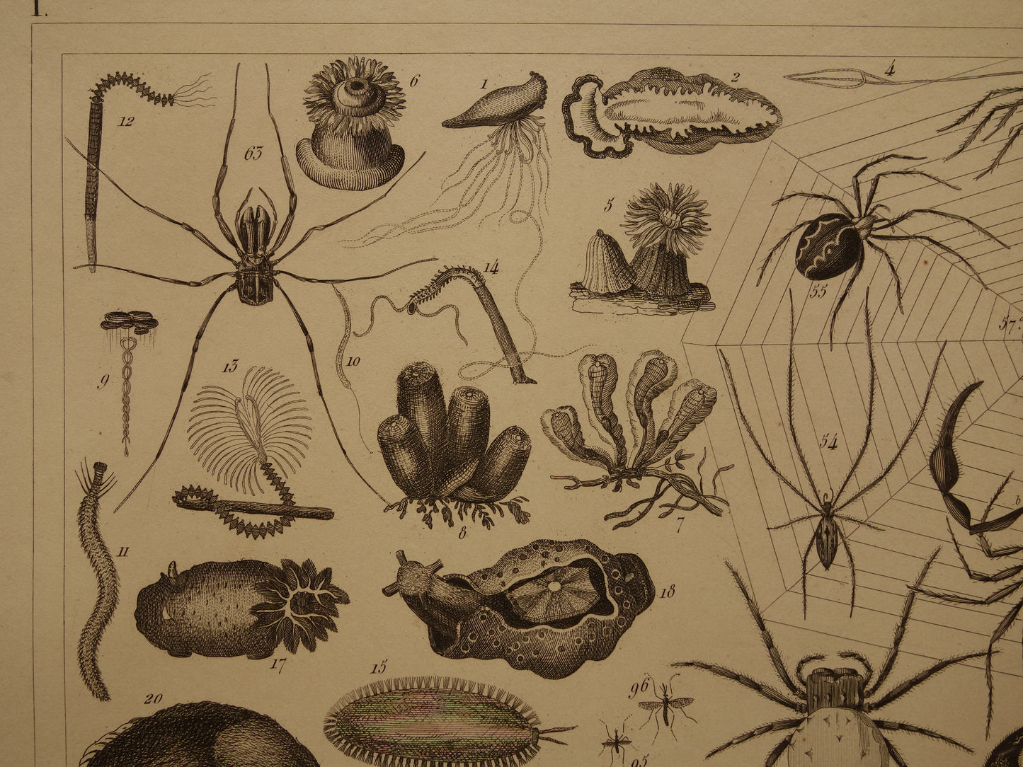 INSECTEN Oude prent van Spinnen Vliegen Slakken originele antieke illustratie Vogelspin Worm vintage afbeelding prints