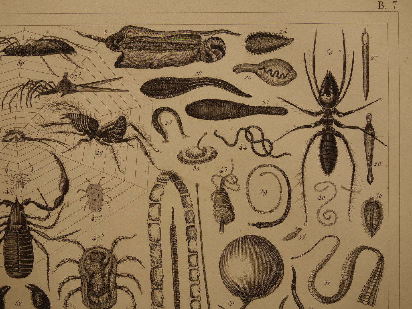 INSECTEN Oude prent van Spinnen Vliegen Slakken originele antieke illustratie Vogelspin Worm vintage afbeelding prints