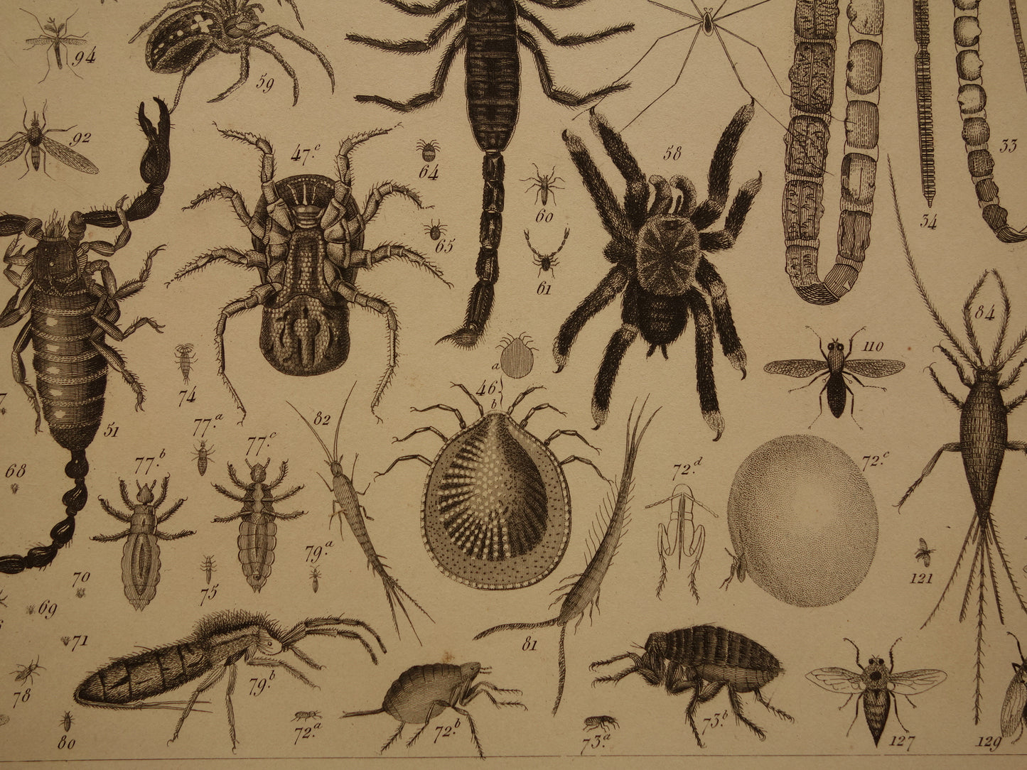 INSECTEN Oude prent van Spinnen Vliegen Slakken originele antieke illustratie Vogelspin Worm vintage afbeelding prints