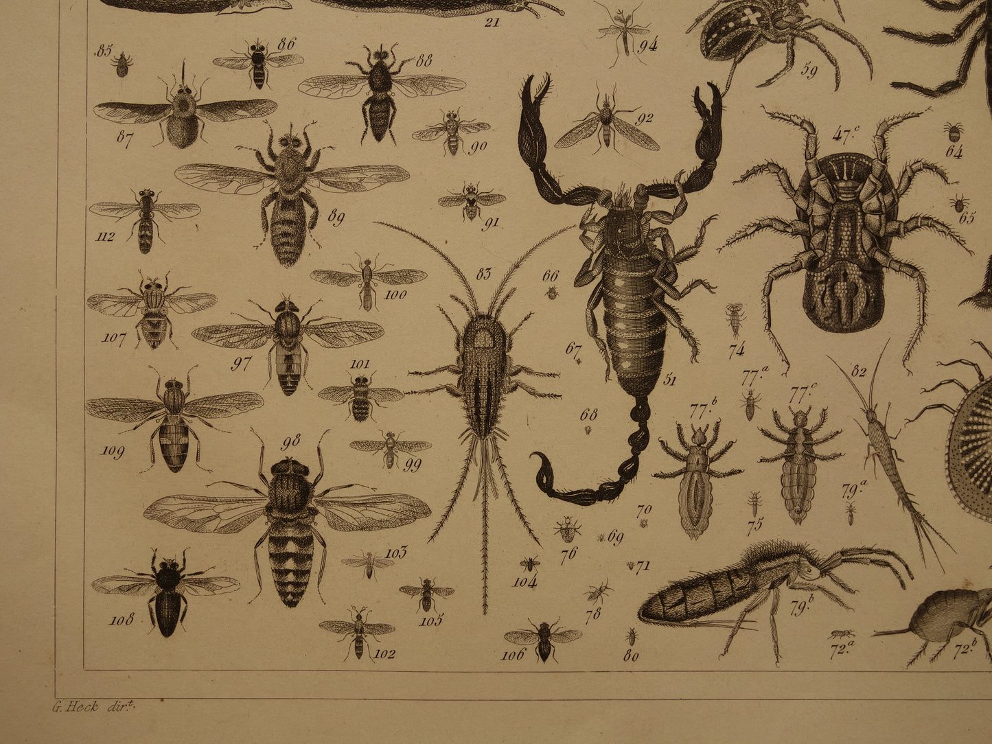 INSECTEN Oude prent van Spinnen Vliegen Slakken originele antieke illustratie Vogelspin Worm vintage afbeelding prints